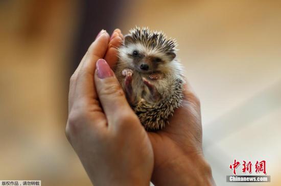 英国招刺猬保育员年薪2万英镑