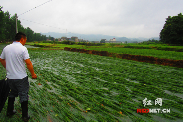 一亩水稻最高可赔360元 中华保险快速启动洪灾