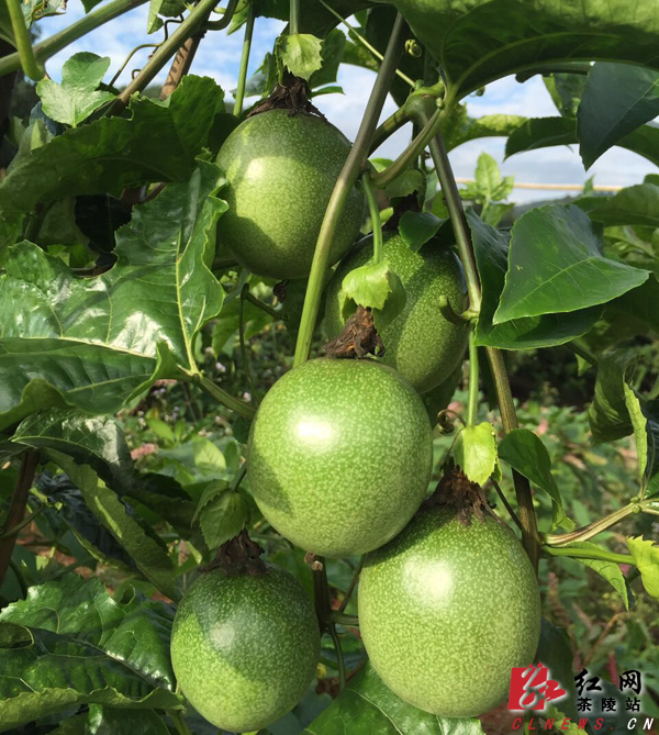 茶陵县成功引进种植水果新品种百香果|水果|成