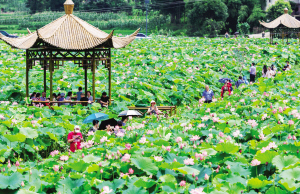 “十二金钗”引百万游客来南川