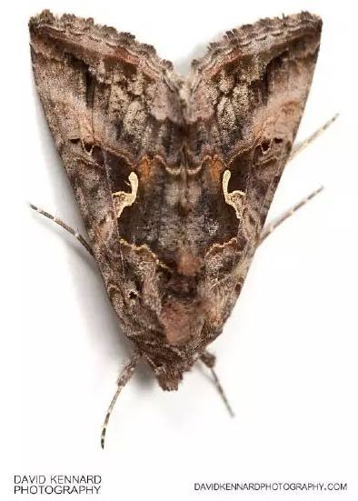 飞蛾葡火是什么鬼?国际大赛里还出现过哪些