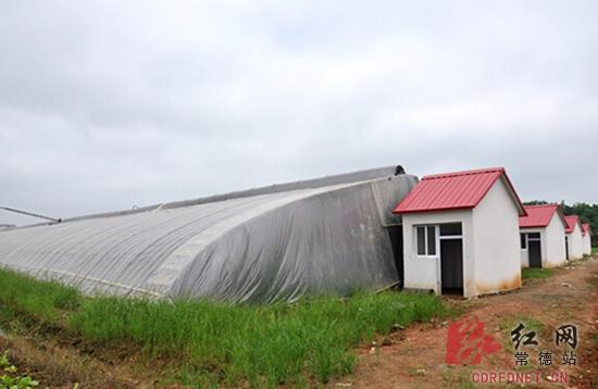 追求健康蔬菜常德新农人打造互联网+农业模