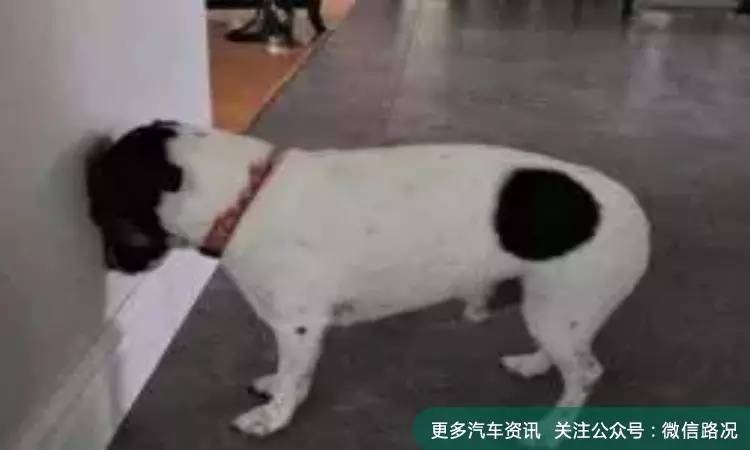 死亡率这么高的事 竟然还有人疯狂追捧