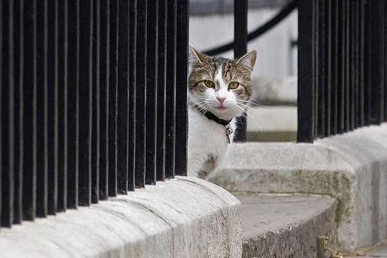 英国第一猫“拉里”
