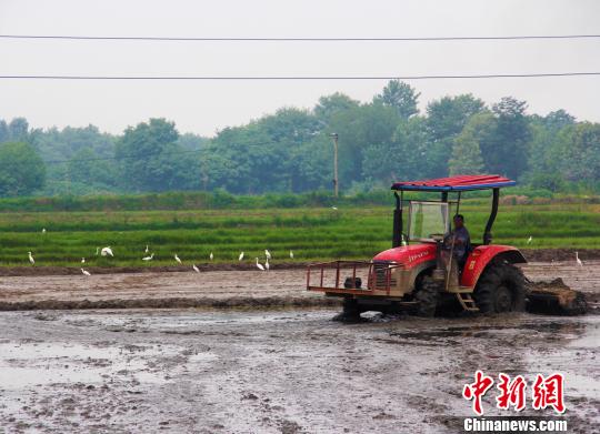 安徽积极开展灾后农业重建|安徽|农业|面积