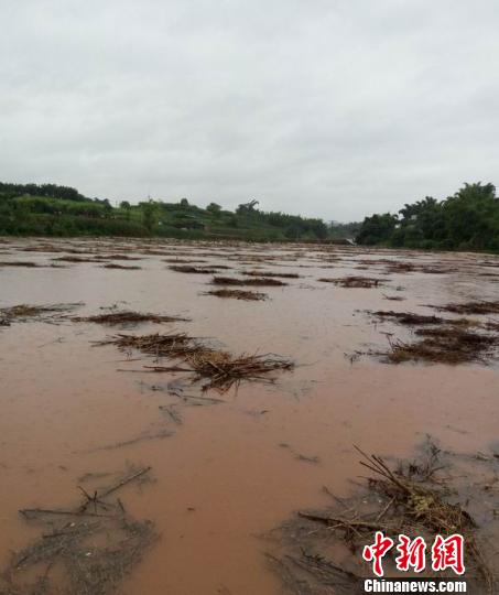 暴雨致河水上涨。 余灵 供图 摄