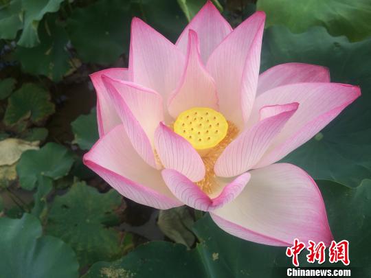 浙江庆元农旅融合 绿水青山生金吐银_单调工