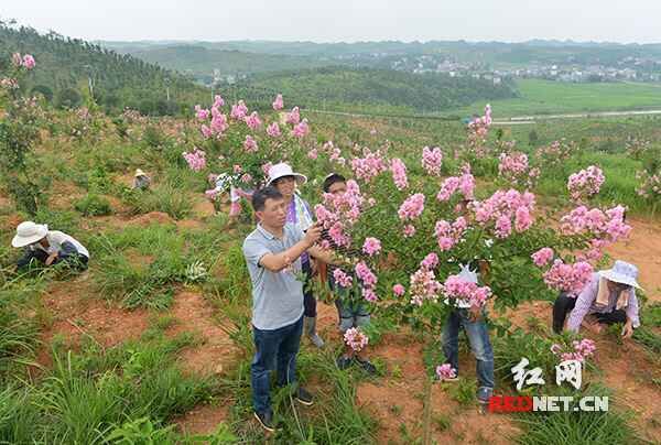 先富带后富】刘祖治:进军十万亩荒山带领村民致富|荒山|现代农业|园林