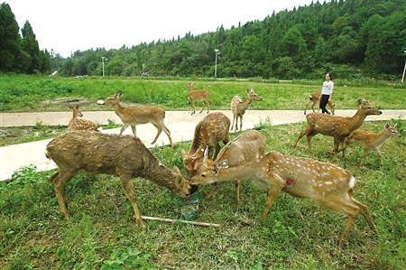 常青国际集团:引领未来养老旅游产业新方向|国
