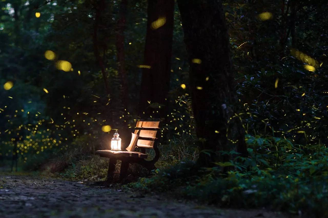 使生如夏花之绚烂,不凋不败