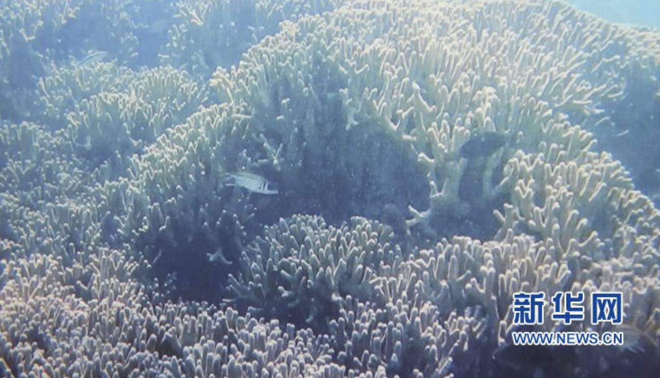 揭秘 | 三沙发现神秘海洋蓝洞 深达300米刷新世