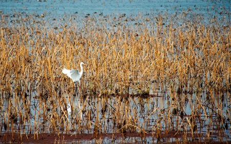 唐敏:重建信义大学植物标本馆对益阳好处多|植