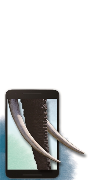 通过微信买卖象牙制品,13人被抓|制品|象牙|微信