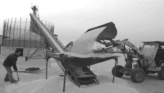 玉米贸易商出手更加谨慎|玉米|贸易|价格