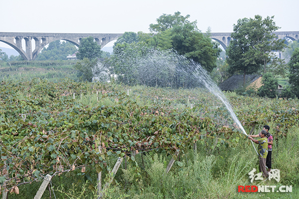 湖南新邵2700亩猕猴桃丰收在望 成当地致富果