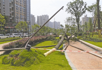 龙泉狂风达6级 一条街10株行道树被刮倒