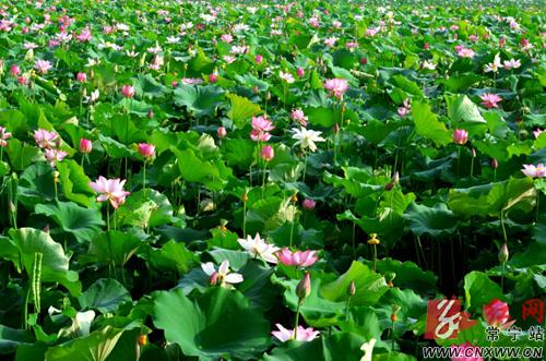红网常宁站走进蓬塘荷你美丽相约(图)|荷花|红