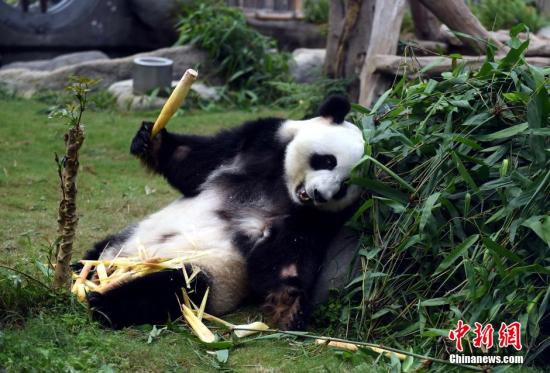大熊猫盈盈乐乐过生日 香港海洋公园推出优惠