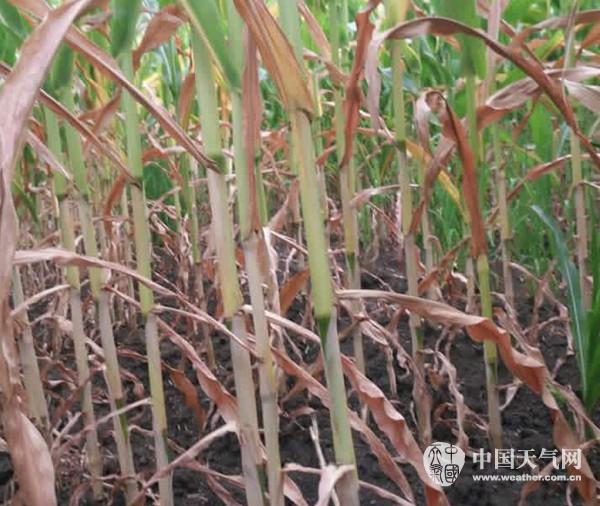 黑龙江省多地旱情严重 未来三天旱区持续少雨