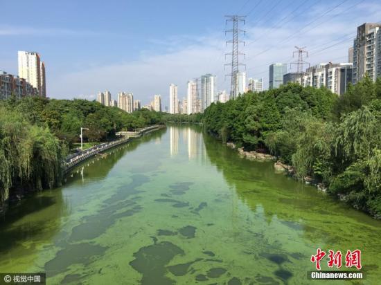 进入夏季高温天气以来，江苏省无锡市蓝藻再次拉响警报，无锡市太湖、梁溪河、大运河内的大面积蓝藻大煞风景。 图片来源：视觉中国