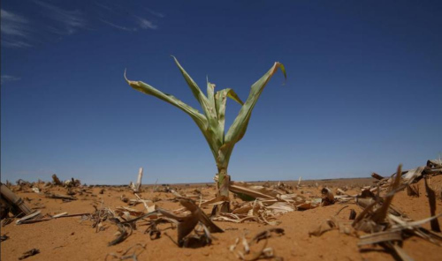 受干旱影响 非洲南部国家明年可能粮食再次短