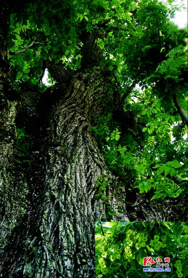 绥宁县青钱柳茶荣获国家地理标志保护|产品|绥