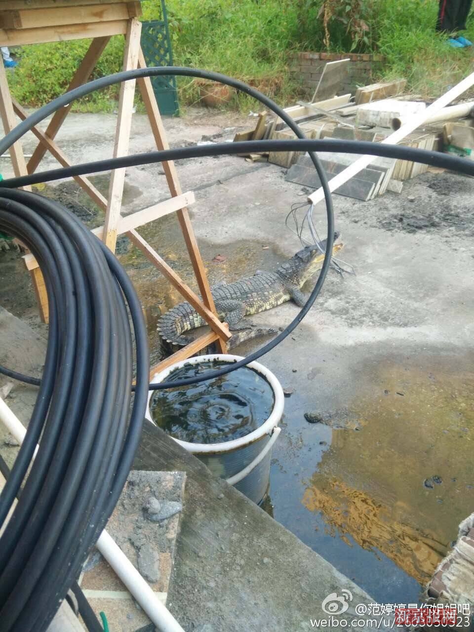 四川自贡一小区天降鳄鱼 原为业主饲养当宠物