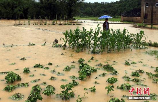 中国八省逾亿亩农作物遭受洪涝灾害|洪涝灾害