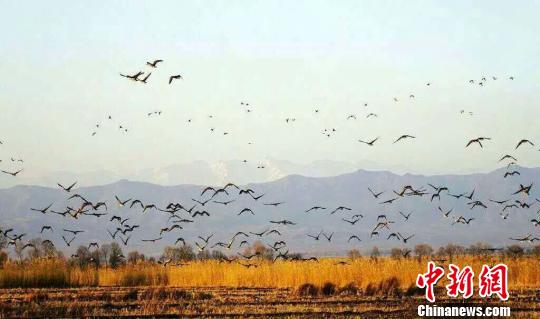新疆那拉提国家湿地公园现白鹭齐飞壮观景象