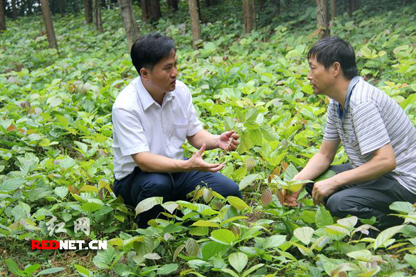 湖南省新邵县:鸡血藤种植兴起 产业扶贫添新军