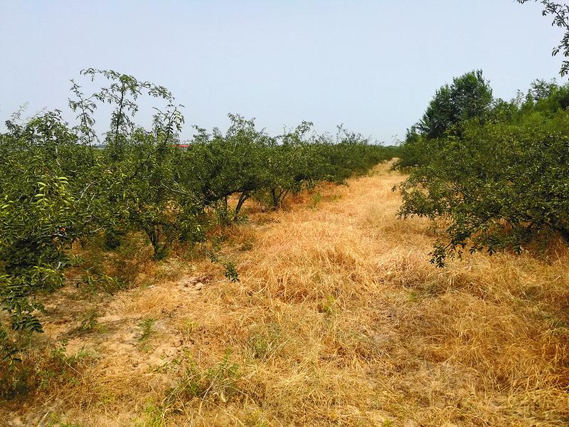 高速公路旁的农田深入墙体