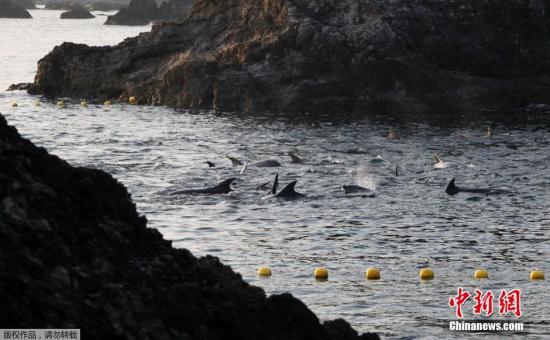 资料图：当地时间2014年1月21日，日本太地“海豚湾”，日本渔民围捕入网的海豚。 据报道，在一年一度的海豚围捕活动中，已有数百海豚被猎杀。