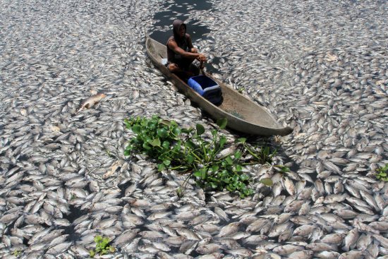 大批养殖鱼死亡