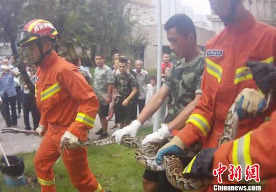 图为消防民警将蟒蛇带离小区送往动物园。 邓沛鑫 摄