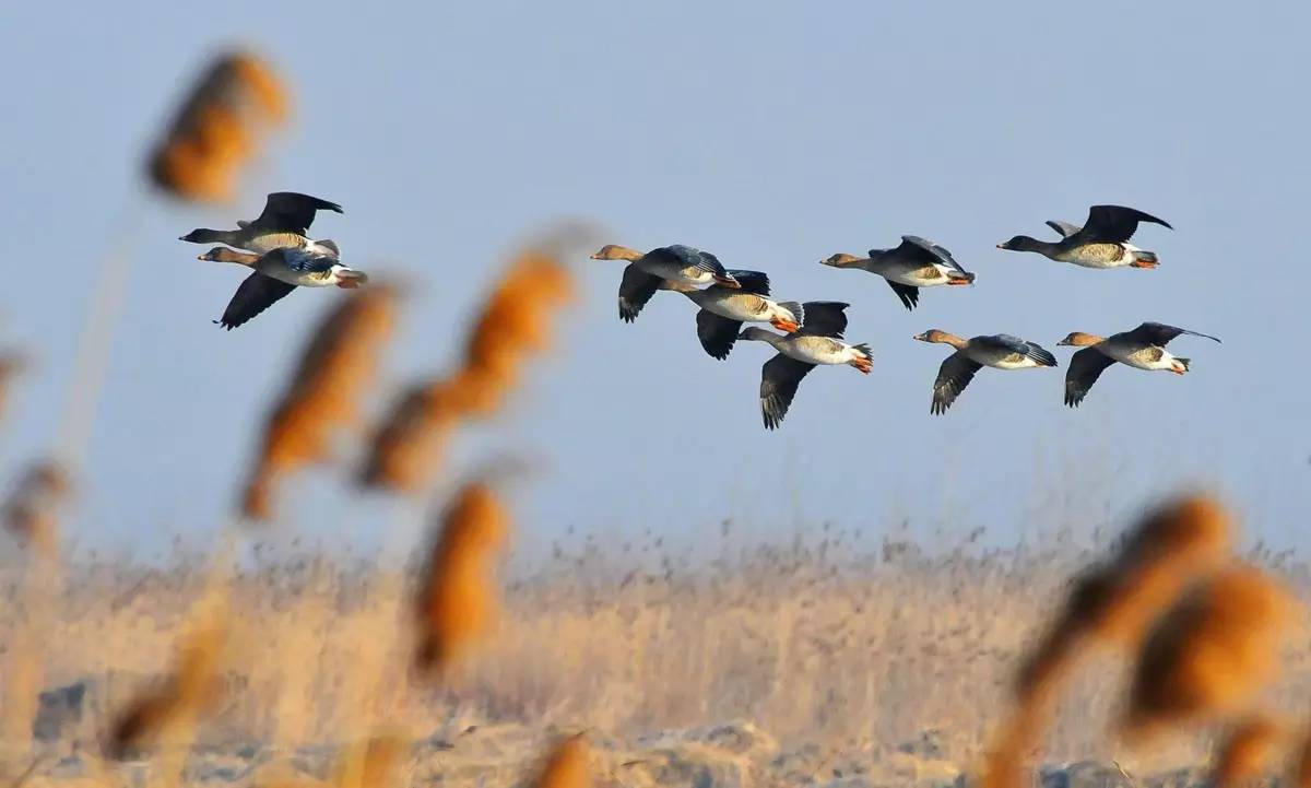 夜读 | 白露:红花半落燕归去 白露满山叶飞坠