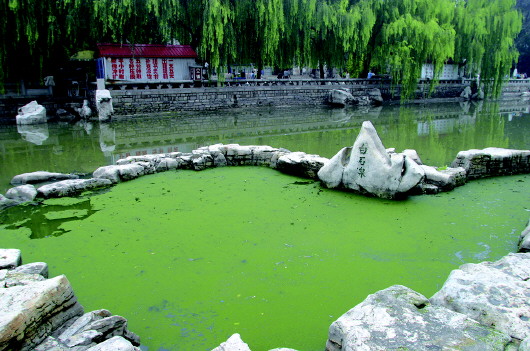 我在趵突泉东门,等你来背诗|趵突泉|活动|齐鲁晚