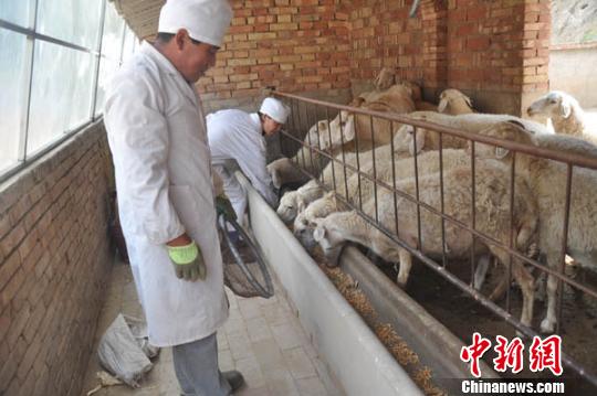 养羊收入_牧民扎那：科学养羊收入40万元(2)