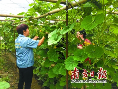 牛粪养蚯蚓 土里刨出金|蚯蚓|养殖|养殖基地