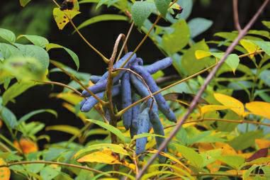 八月炸和猫儿屎|果实|猫儿|森林