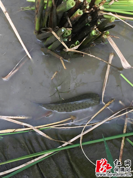 保靖水田河镇:稻花鱼肥正当时_新浪新闻