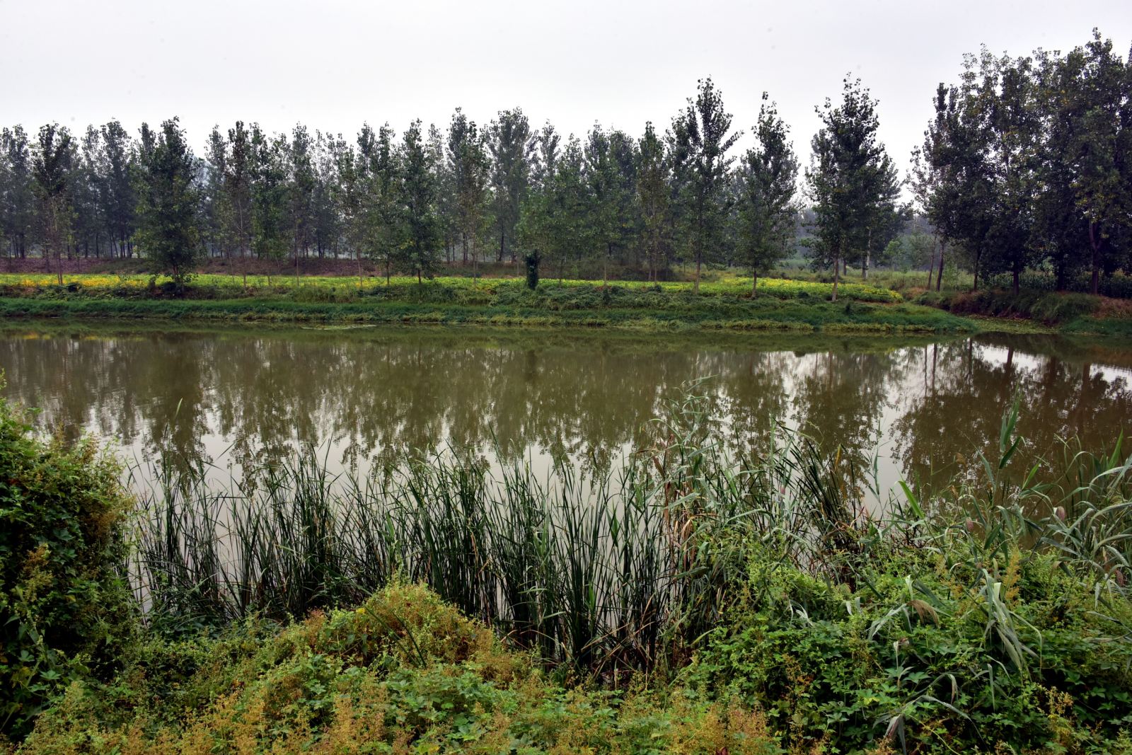 石头上种出森林城市:看徐州如何实现生态蝶变