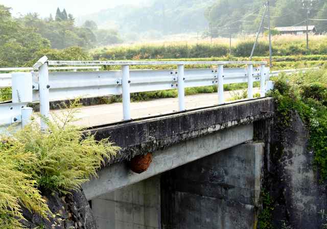 日本马拉松比赛中115人被蜜蜂蛰伤(图)|马拉松