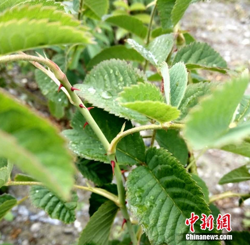 图为当地种植的玫瑰。吕春荣 摄