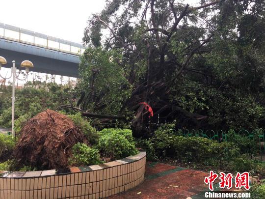 台风莫兰蒂厦门肆虐 大榕树被连根拔起(图)