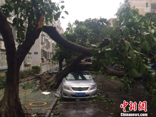 台风莫兰蒂厦门肆虐 大榕树被连根拔起(图)