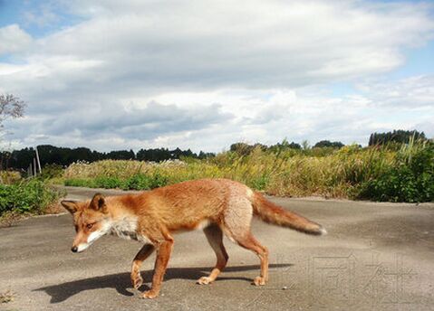 日本福岛核事故疏散区野生动物大量增加 不利