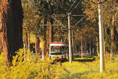 样才能不错过身边的美晒晒秋之美|有轨电车|长
