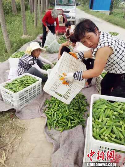河南一农民种植40多亩秋葵滞销 多方助力拓销路