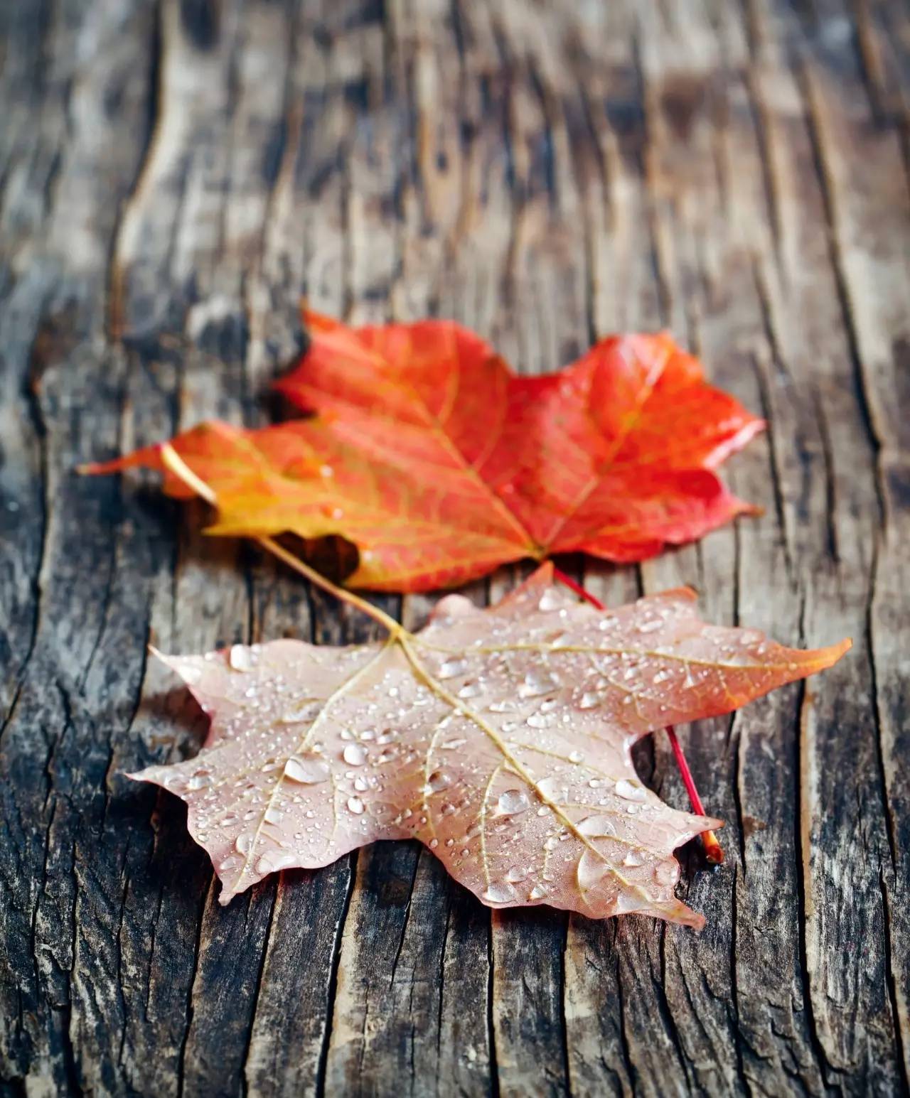 后来我总算学会了如何去爱,可惜你早已远去