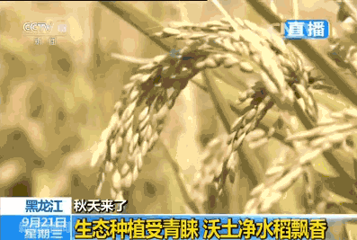 为了利用好这份得天独厚的宝藏,这里的172万亩水稻全部采用绿色无公